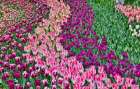 USA, Washington State. Skagit Valley, tulips blooming in garden Art Print